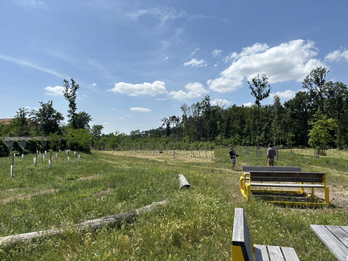 Where there used to be a forest, there is now emptiness. Locals in Hodonín have already planted new trees in place of the former forest.