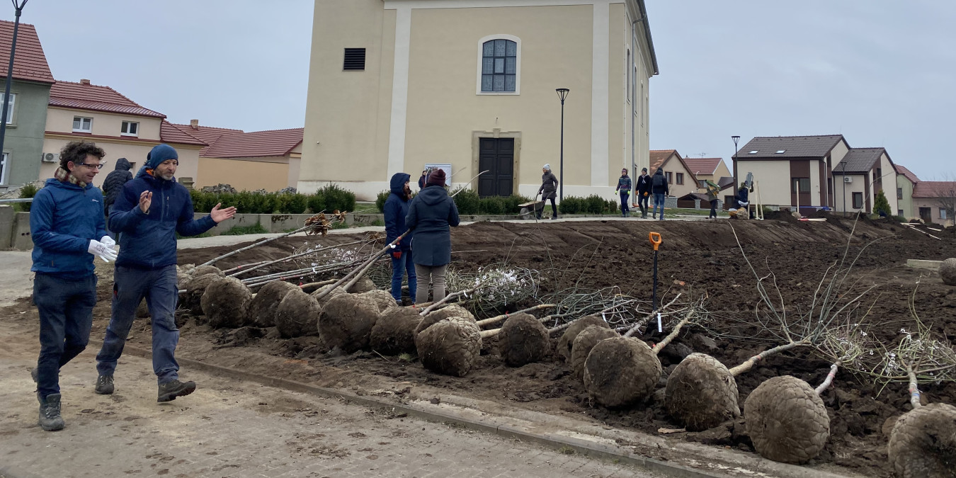 Das Herz von Moravská Nová Ves wird wieder grün. Wir haben eine Allee und einen Park bei der Kirche angelegt.