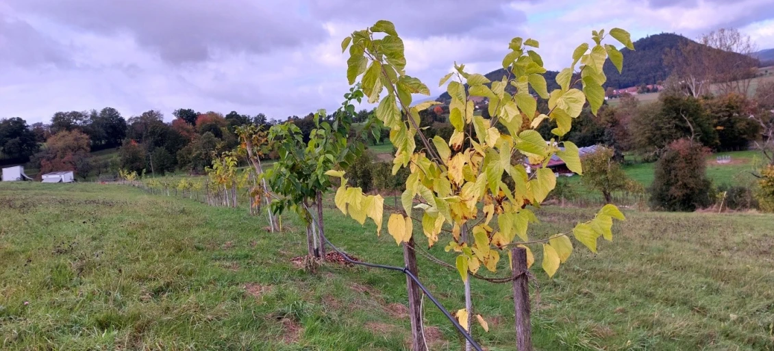 New plantings in autumn colours 