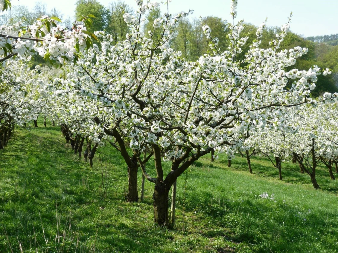 Flori de cireș în parcela experimentală: Lunga tradiție a cultivării cireșilor în Witzenhausen anunță sosirea primăverii prin albul cireșelor.
